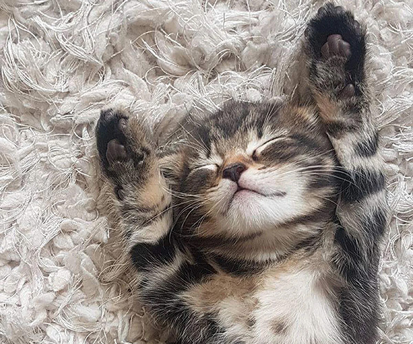 Cute kitten